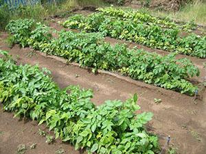 Camas de patatas según Meathlider