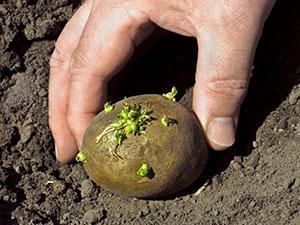 Planter un tubercule germé