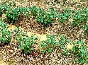 Paillage de pommes de terre