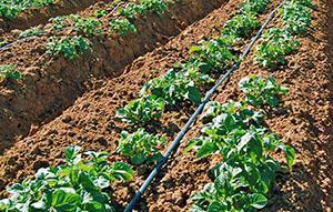 Irrigation goutte à goutte des pommes de terre