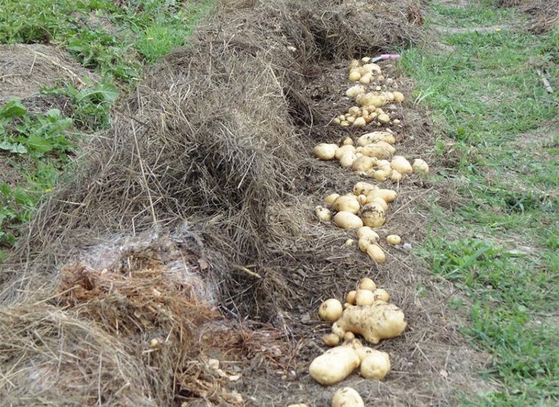 los pros y los contras de plantar papas debajo de la paja