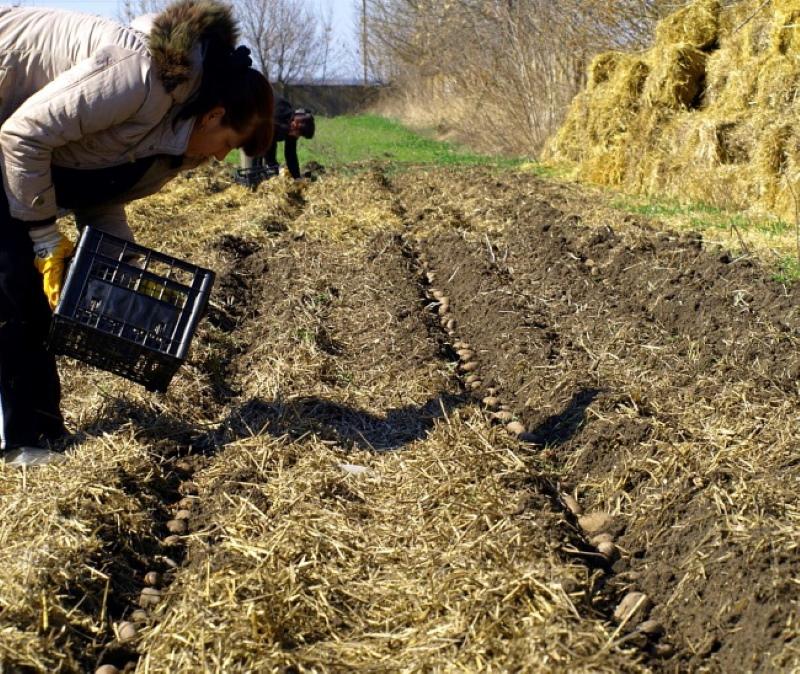 plantar patatas debajo de la paja