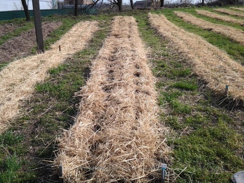 plantar papas debajo de un jardín de paja sin problemas