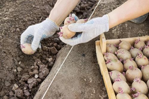 siembra de patatas de verano