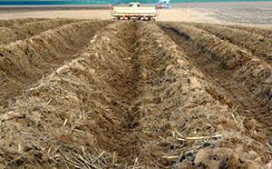 Plantation de pomme de terre en billon