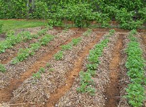 Plants de pommes de terre en Sibérie