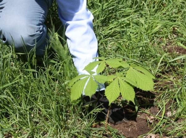 plantation de châtaigniers