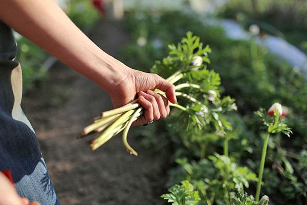 couper l'anémone pour une floraison luxuriante