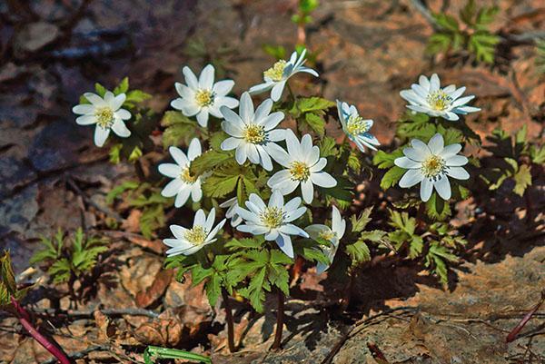 anémonas florecientes en el macizo de flores