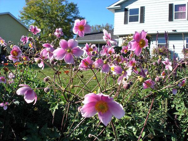 anémones dans les parterres de fleurs