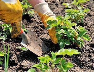 Plantar plántulas en campo abierto.