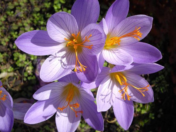 beau crocus