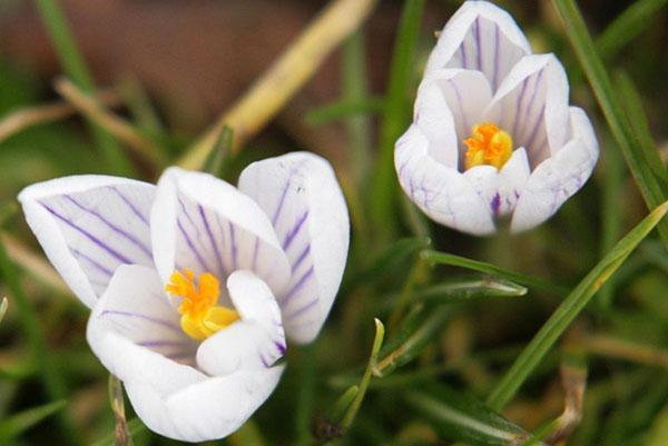 crocus mignon