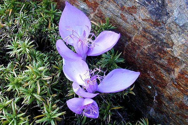 crocus banatsky