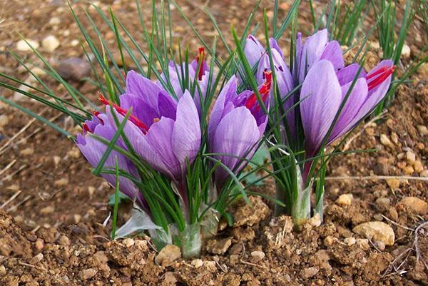 soins aux crocus