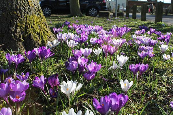 crocus sur la pelouse