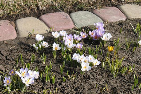 Parterre de crocus au début du printemps