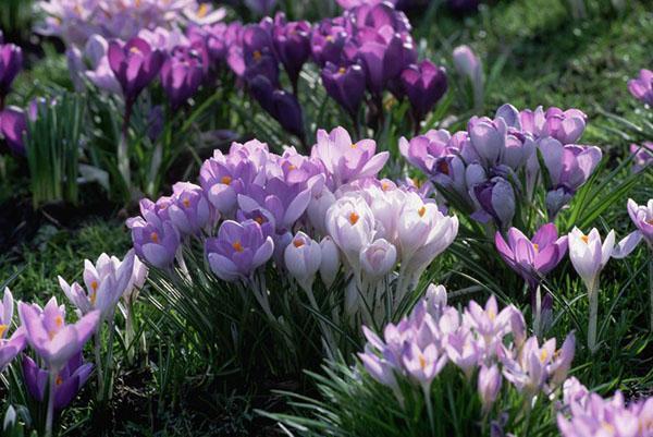 touffes luxuriantes de crocus