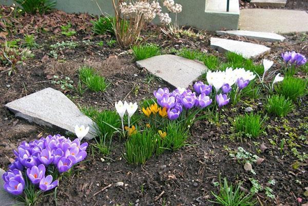 crocus dans le paysage