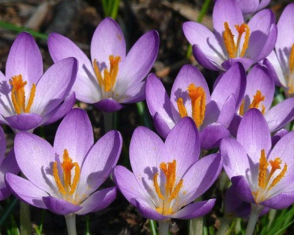 crocus lilas