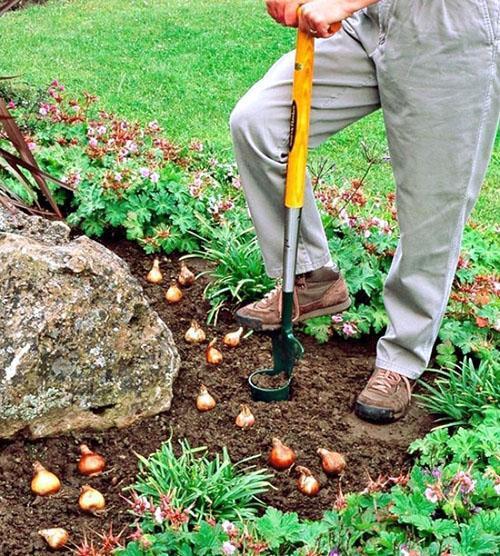 créer une composition avec des crocus