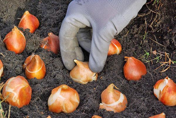 planter des crocus en pleine terre