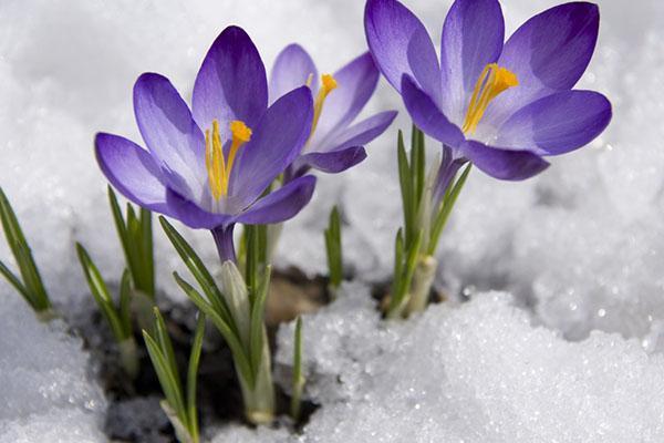 crocus de printemps