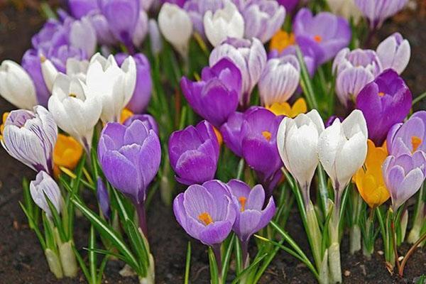 crocus à grandes fleurs