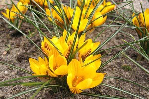 crocus doré