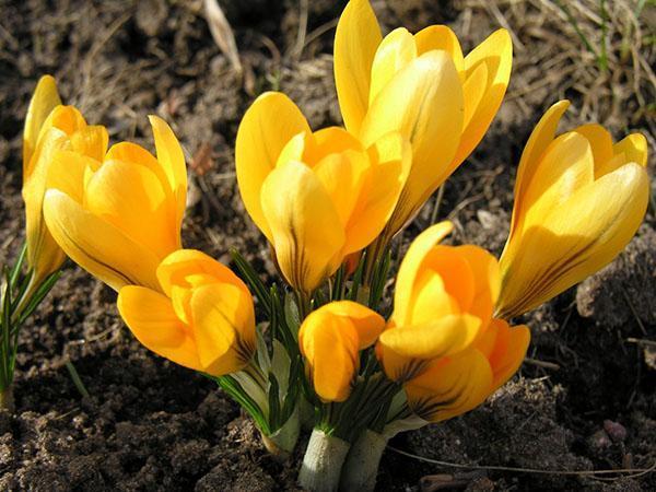 crocus jaunes