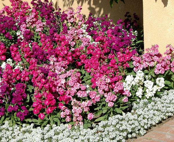 parterre de fleurs près de la maison