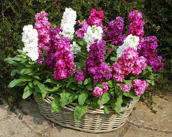 parterre de mini-fleurs de levkoy