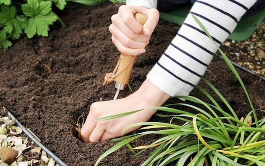 quand planter des lys en automne