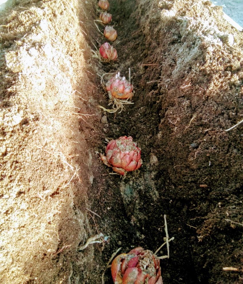 plantar lirios en el otoño a qué profundidad