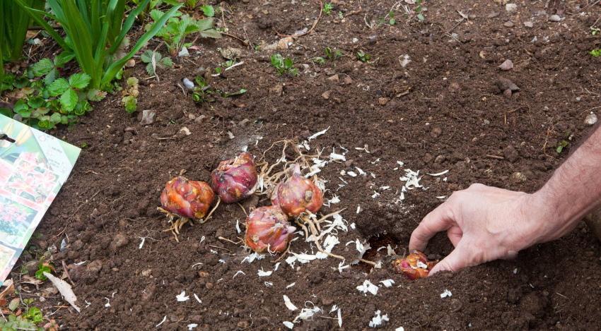 plantando lirios en otoño