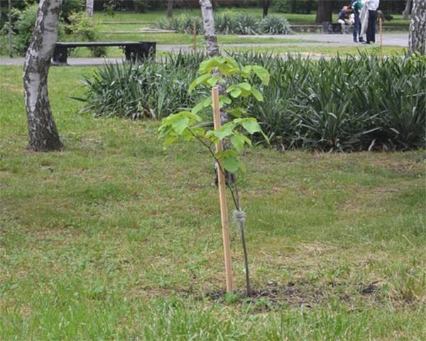 plantation de tilleul