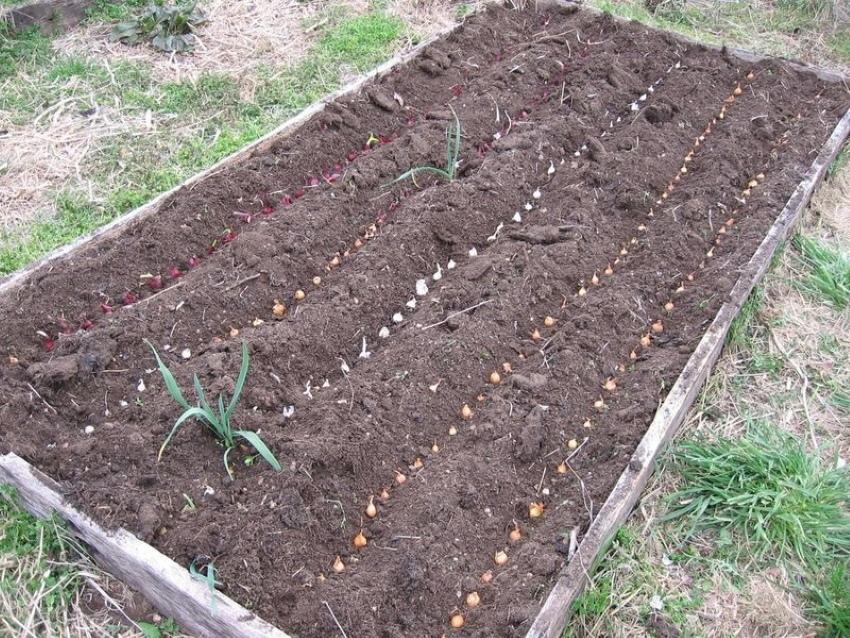 technologie de plantation d'oignons d'hiver