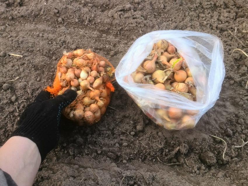 quel oignon planter en automne