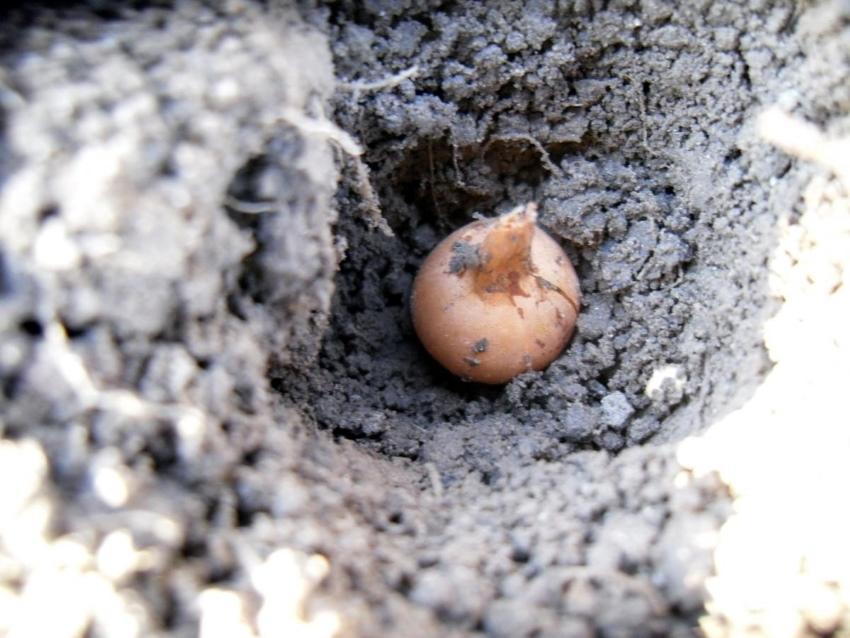 fechas de siembra en otoño