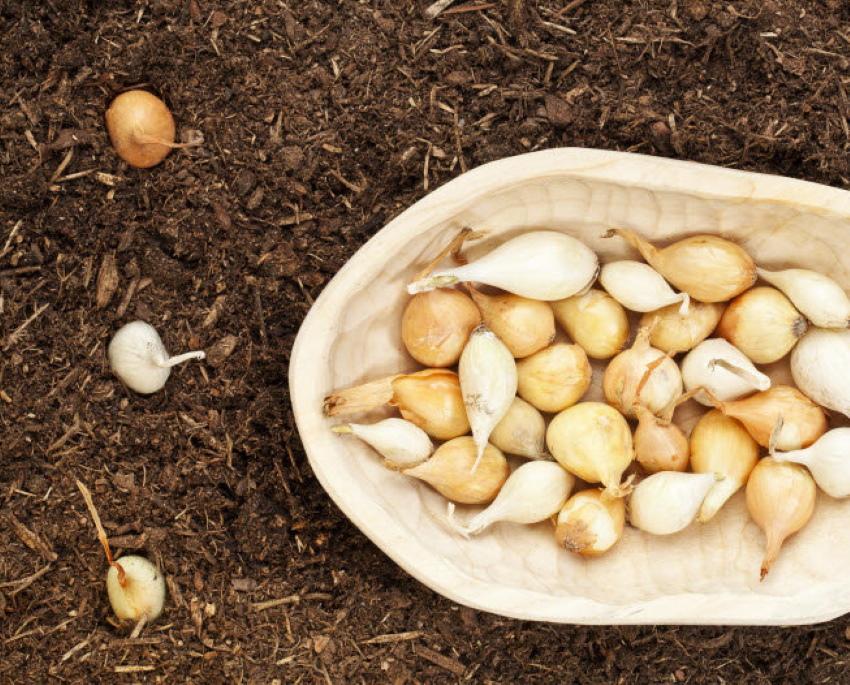 quand planter différentes variétés d'oignons