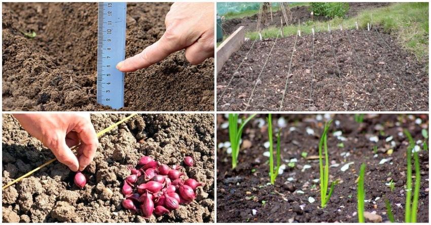 bonne plantation d'oignons avant l'hiver