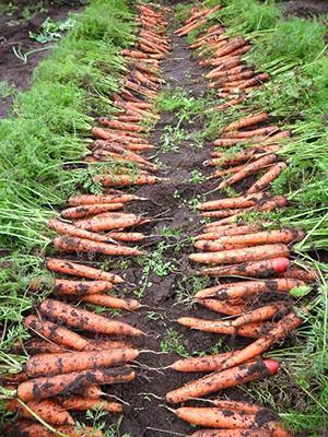 Récolte d'un jardin