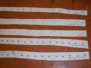Preparando semillas para plantar