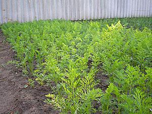 Zanahorias en la dacha de los Urales