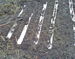 Sembrando zanahorias