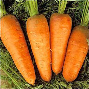 Récolte de carottes dans l'Oural