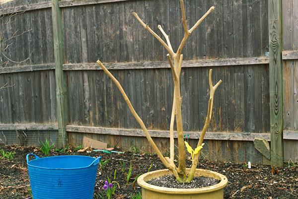 brugmansia avant l'embarquement