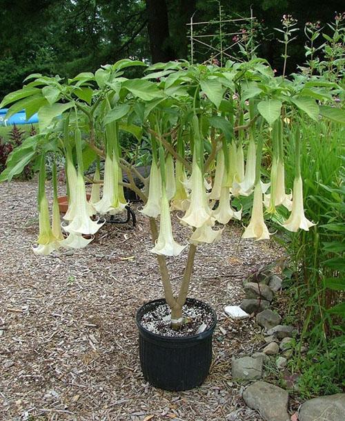 brugmansia dans une baignoire