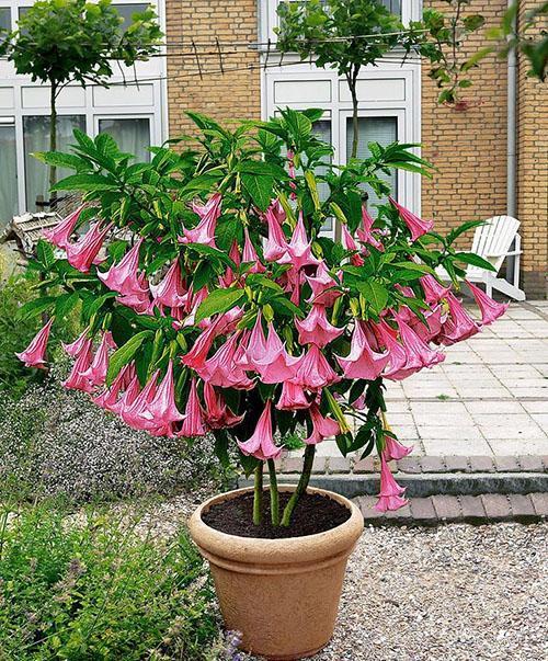 brugmansia dans une baignoire dans la cour