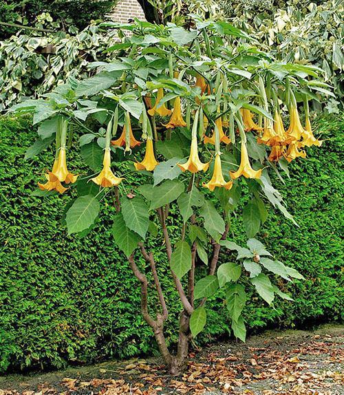 brugmansia exotique dans le pays